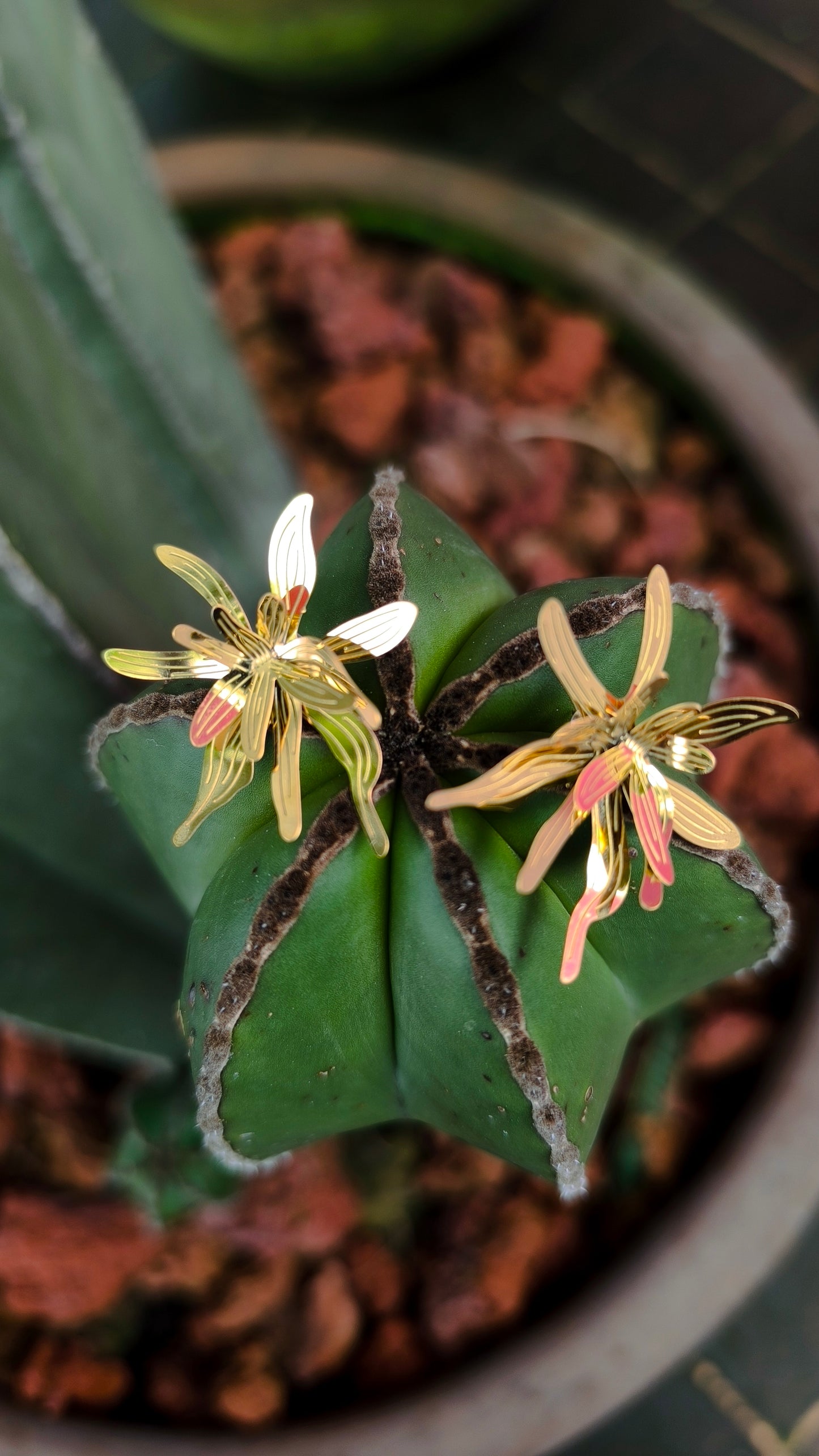 Bromelias